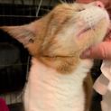 Photo of Buttercup