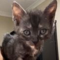 Photo of Minerva