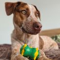 Photo of Chauncey