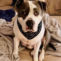 Photo of Kovu