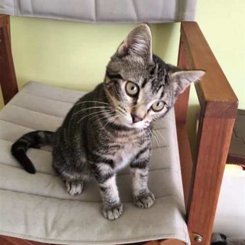 Francis ^^Dandy Cat Rescue^^