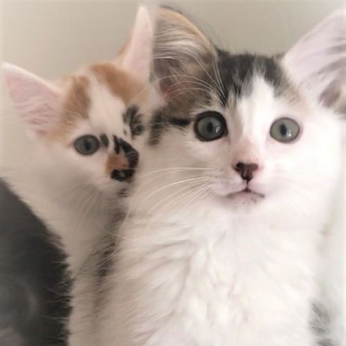 Susu ^^Dandy Cat Rescue^^