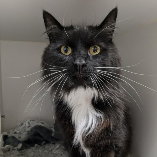 🥞 Crepes 5730 🥞