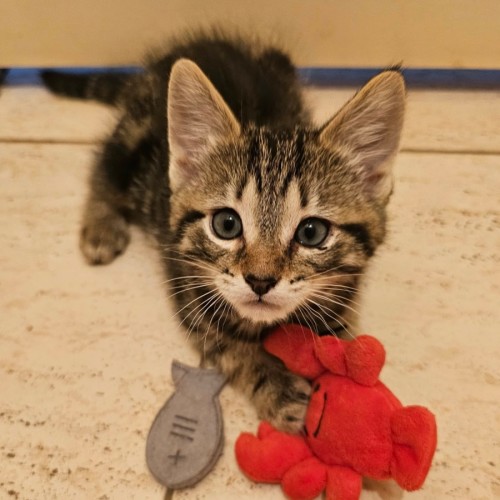 No photo for Kingston 