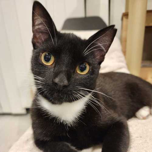 Miso