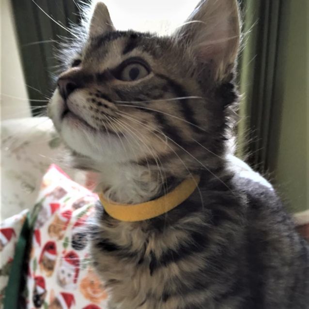 Photo of Kirby ^^Dandy Cat Rescue^^