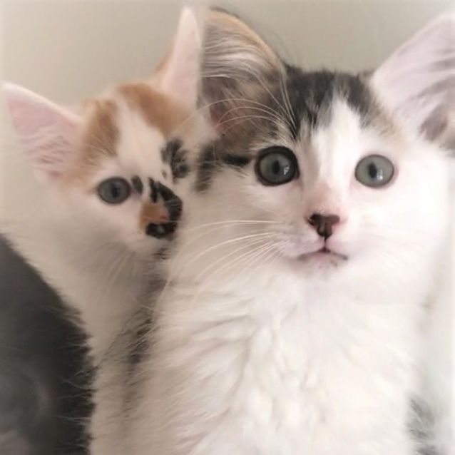 Photo of Susu ^^Dandy Cat Rescue^^