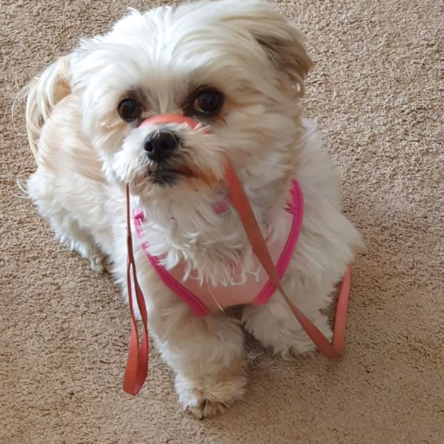 Photo of Cindy   Assisted Rehome 🦋