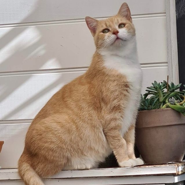 Photo of Chilli