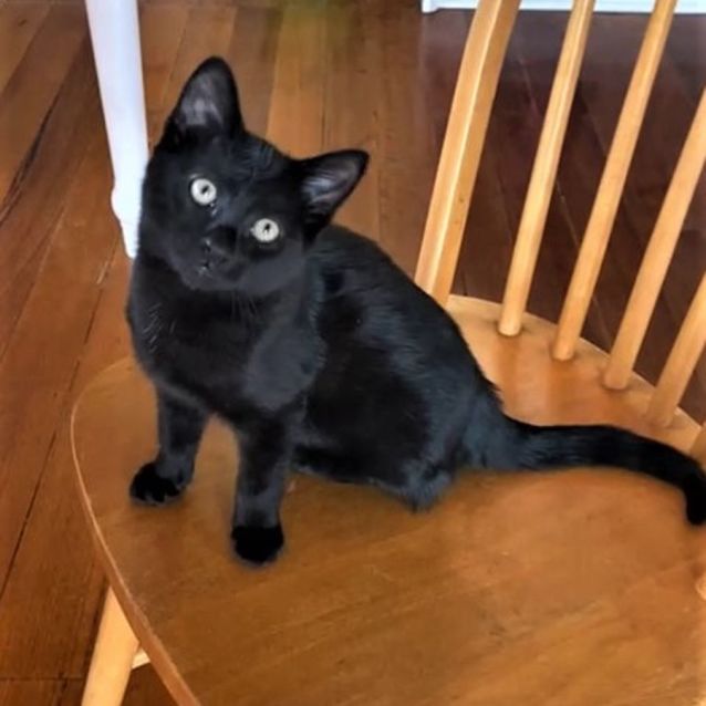 Photo of Bran ^Dandy Cat Rescue