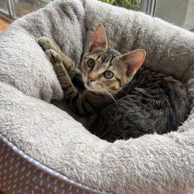 Photo of Sonia ^^Dandy Cat Rescue^^