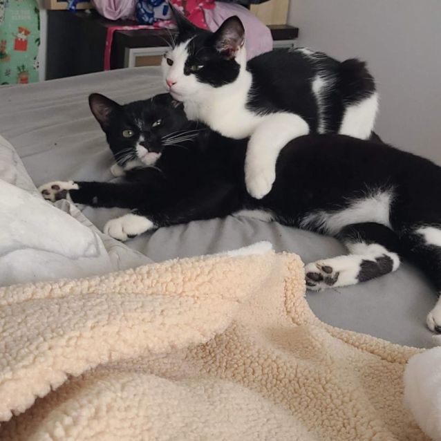 Photo of Betty Boop & Pepe Le Pew Meetme At Petstock Chelsea