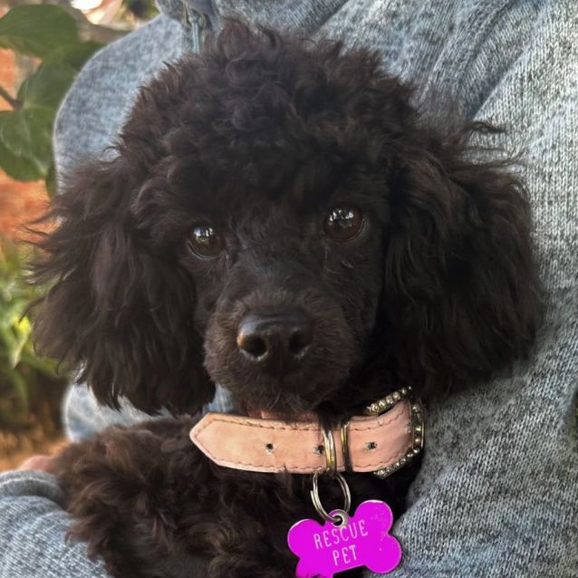 miniature poodles for rescue