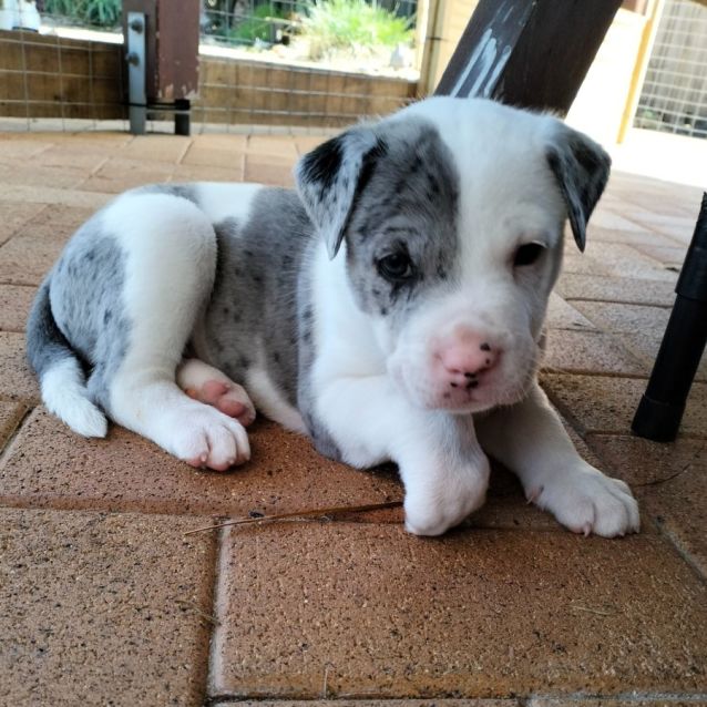 Photo of D889 Benson