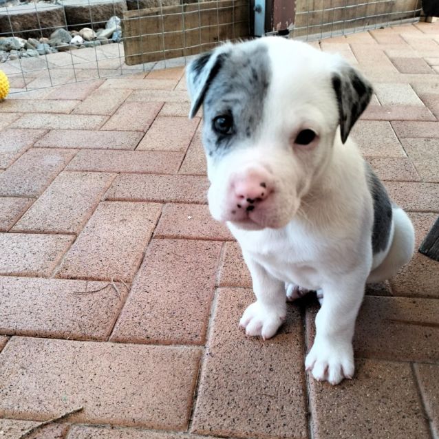 Photo of D889 Benson