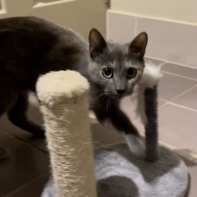 Photo of Celeste