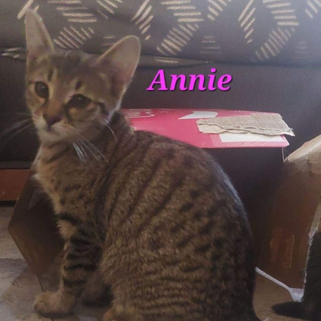 Photo of Annie