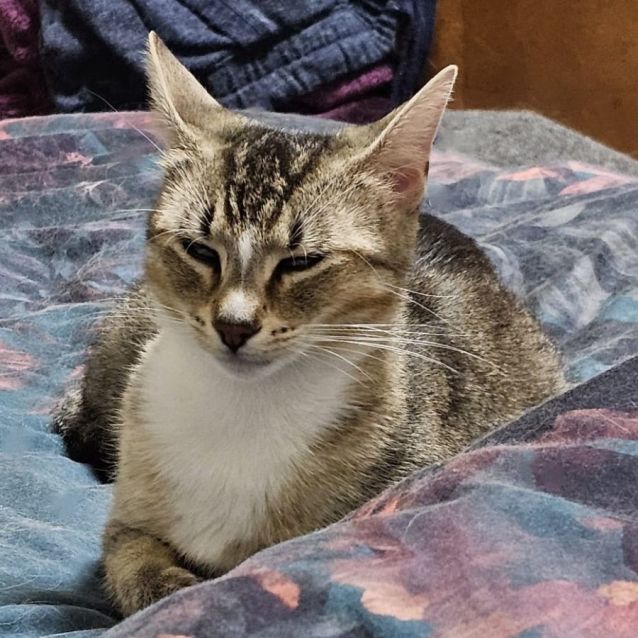 Photo of Winnie ^^Dandy Cat Rescue^^