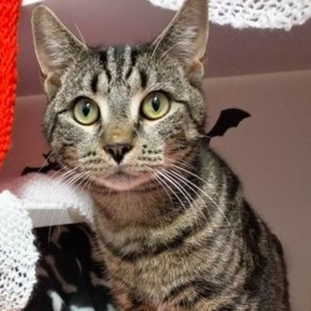 Photo of Spook