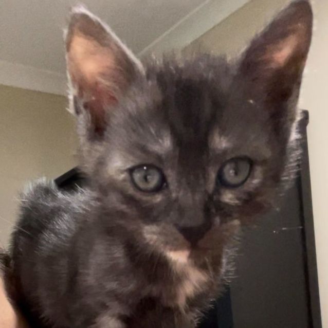 Photo of Minerva