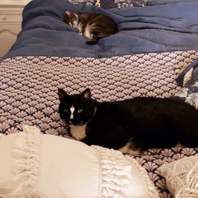 Photo of Handsome Mature Toby 🐈‍⬛