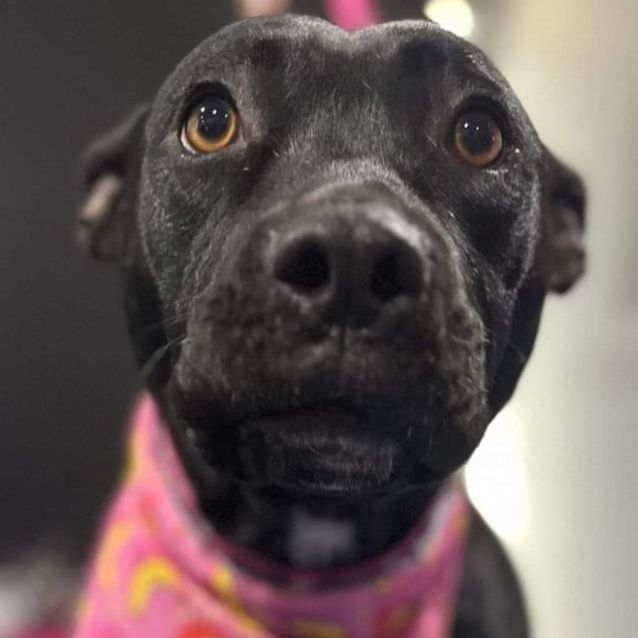 Photo of Delores Umbridge 