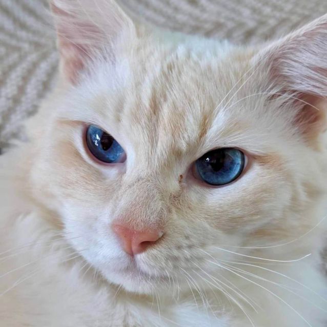 Photo of 🐈Figaro🐈