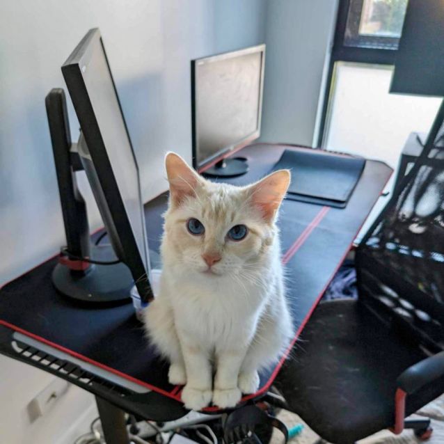 Photo of 🐈Figaro🐈