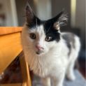 Photo of Sebastian **2nd Chance Cat Rescue**
