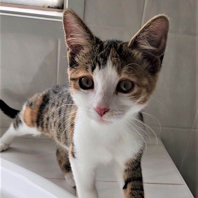 Photo of Cherub ^^Dandy Cat Rescue^^