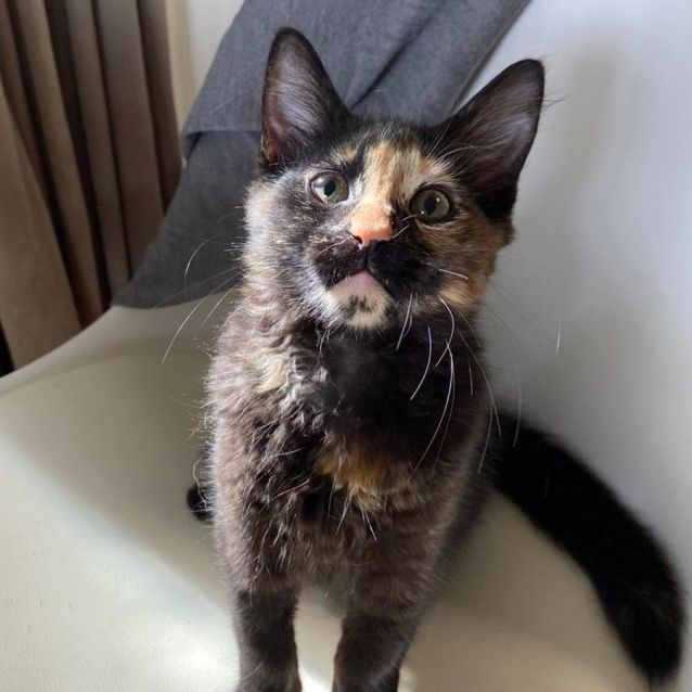 Photo of Mimosa ^^Dandy Cat Rescue^^