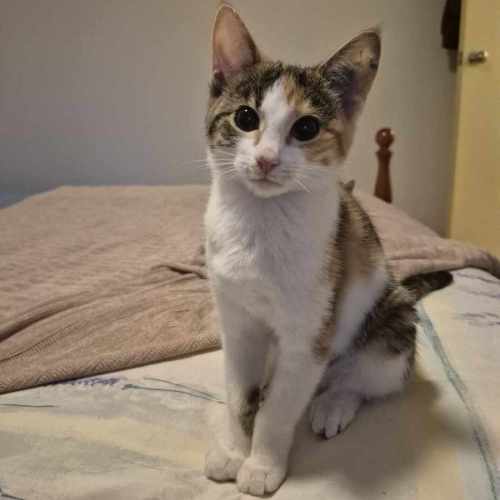Chrissy**2nd chance cat rescue**
