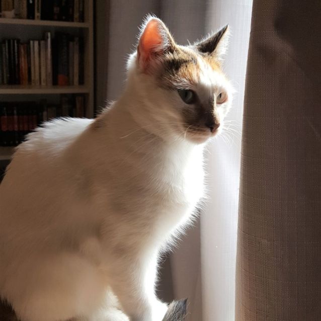 Photo of Yuki ^^Dandy Cat Rescue^^