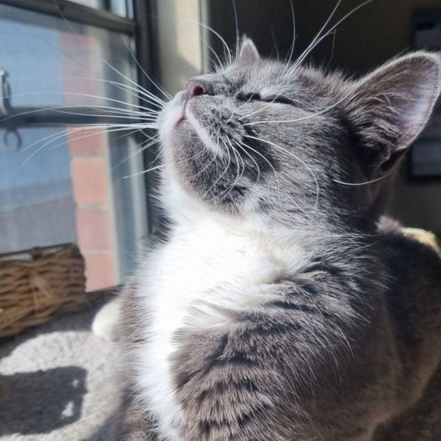 Photo of Winnifred **2nd Chance Cat Rescue**