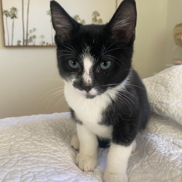 Photo of Tuxedo