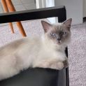 Photo of Gracie