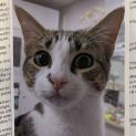 Photo of Cosmo