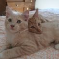 Photo of Alba & Mallee
