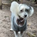 Photo of Tillie & Aisla Chinese Crested