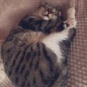 Photo of Willow 