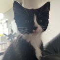 Photo of Edna Krabappel **2nd Chance Cat Rescue**