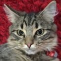 Photo of Ollie Located In Preston