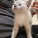 Photo of Sheera
