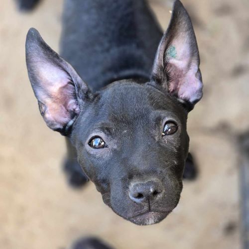 Big pawz dog hot sale rescue