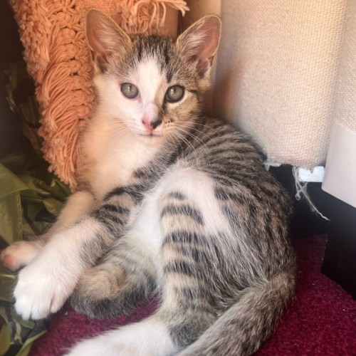 Mickey ** 2nd Chance Cat Rescue**