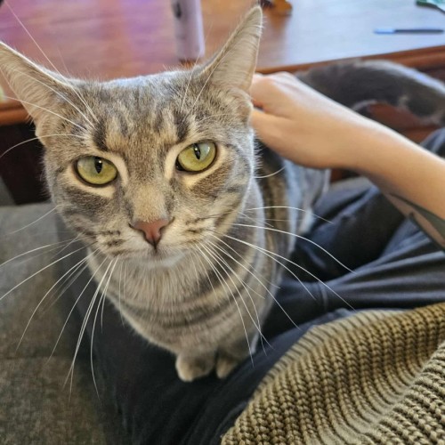 No photo for Luna   In Foster Care In In Preston