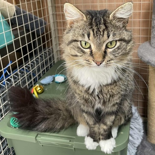 Merlin **2nd Chance Cat Rescue**