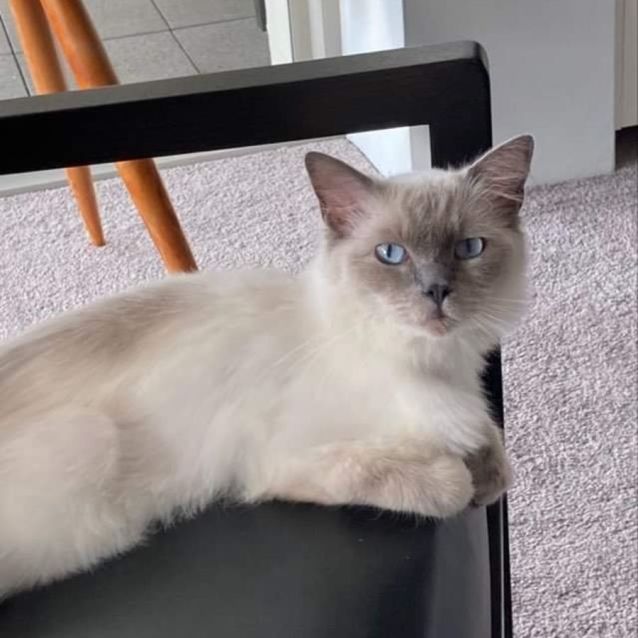 Photo of Gracie