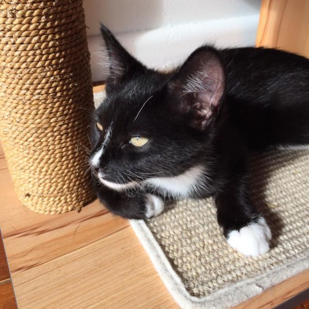 Photo of Paris ^^Dandy Cat Rescue^^