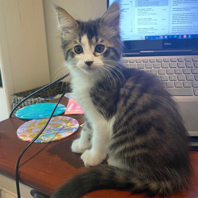 Photo of Ross ** 2nd Chance Cat Rescue**